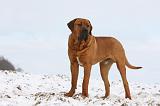 TOSA INU 278